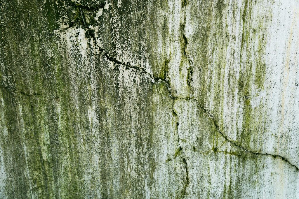 Black Mold Cleanup